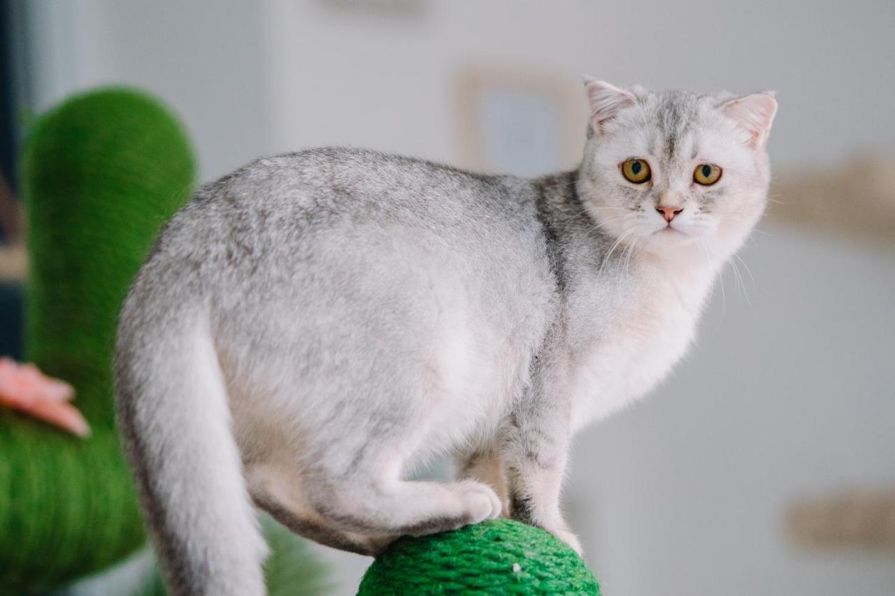 Meow Cafe & Hotel Patong Eksteriør bilde