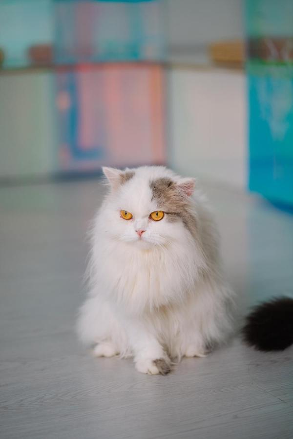 Meow Cafe & Hotel Patong Eksteriør bilde