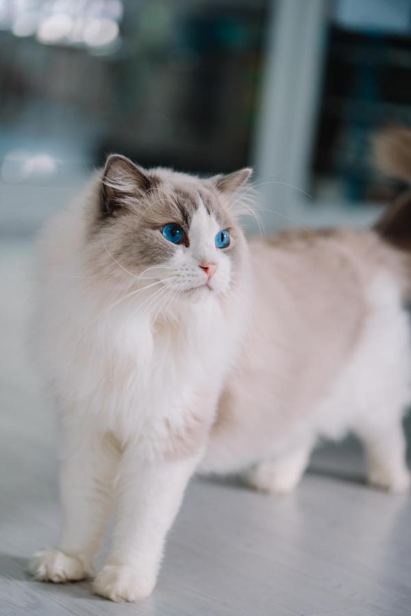 Meow Cafe & Hotel Patong Eksteriør bilde